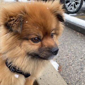 Meet your Posher, Iris